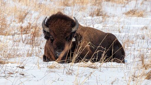 One American bison lying down in a snow covered prairie in winter