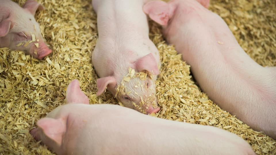 Piglets at the Indiana State Fair