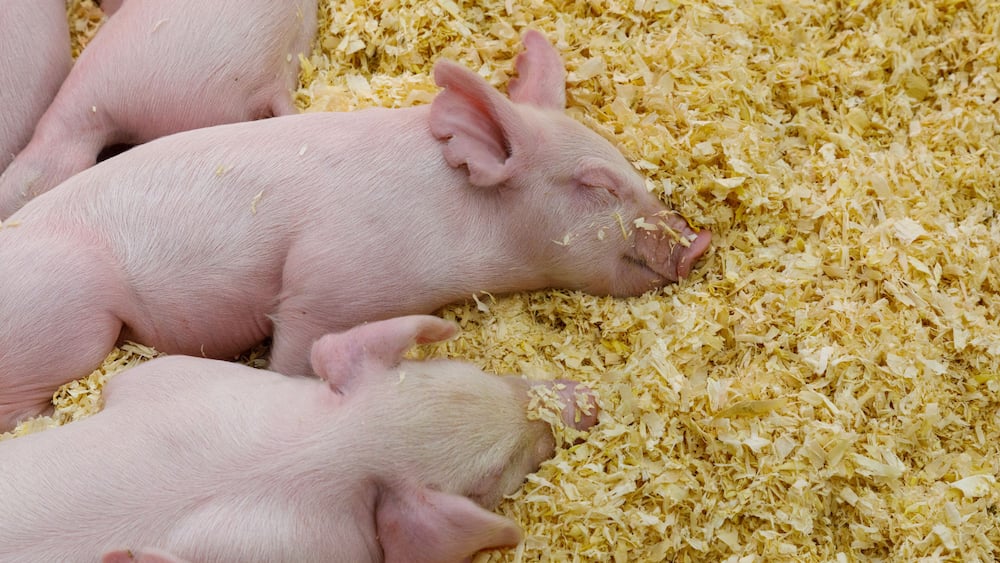 USA, Indiana, Indianapolis. Sleeping pink piglets in swine barn at Indiana State Fair.