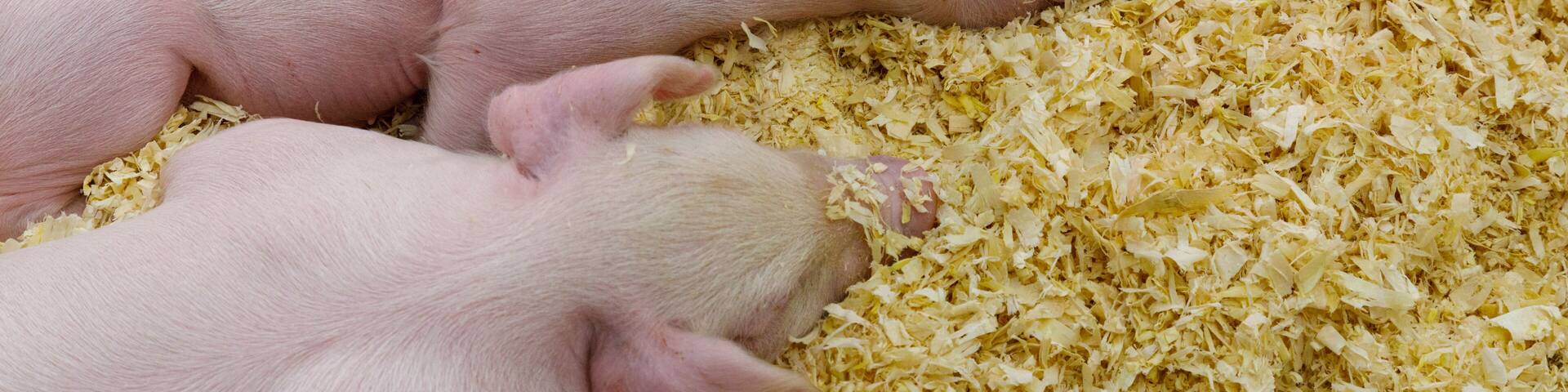 USA, Indiana, Indianapolis. Sleeping pink piglets in swine barn at Indiana State Fair.