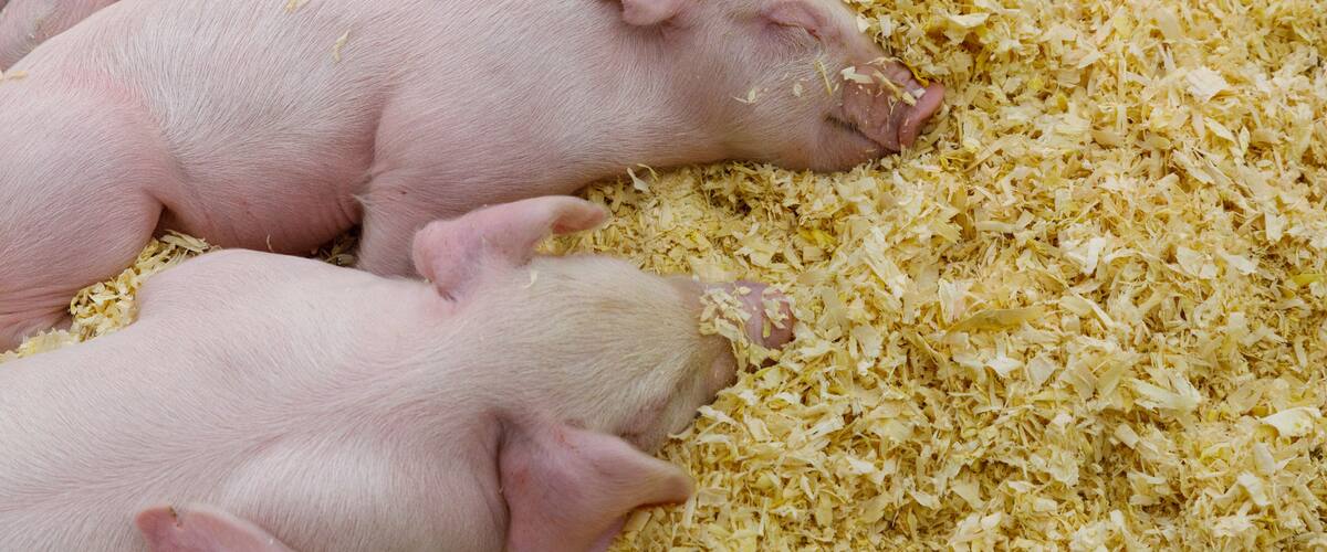 Three pigs resting on wood shavings.