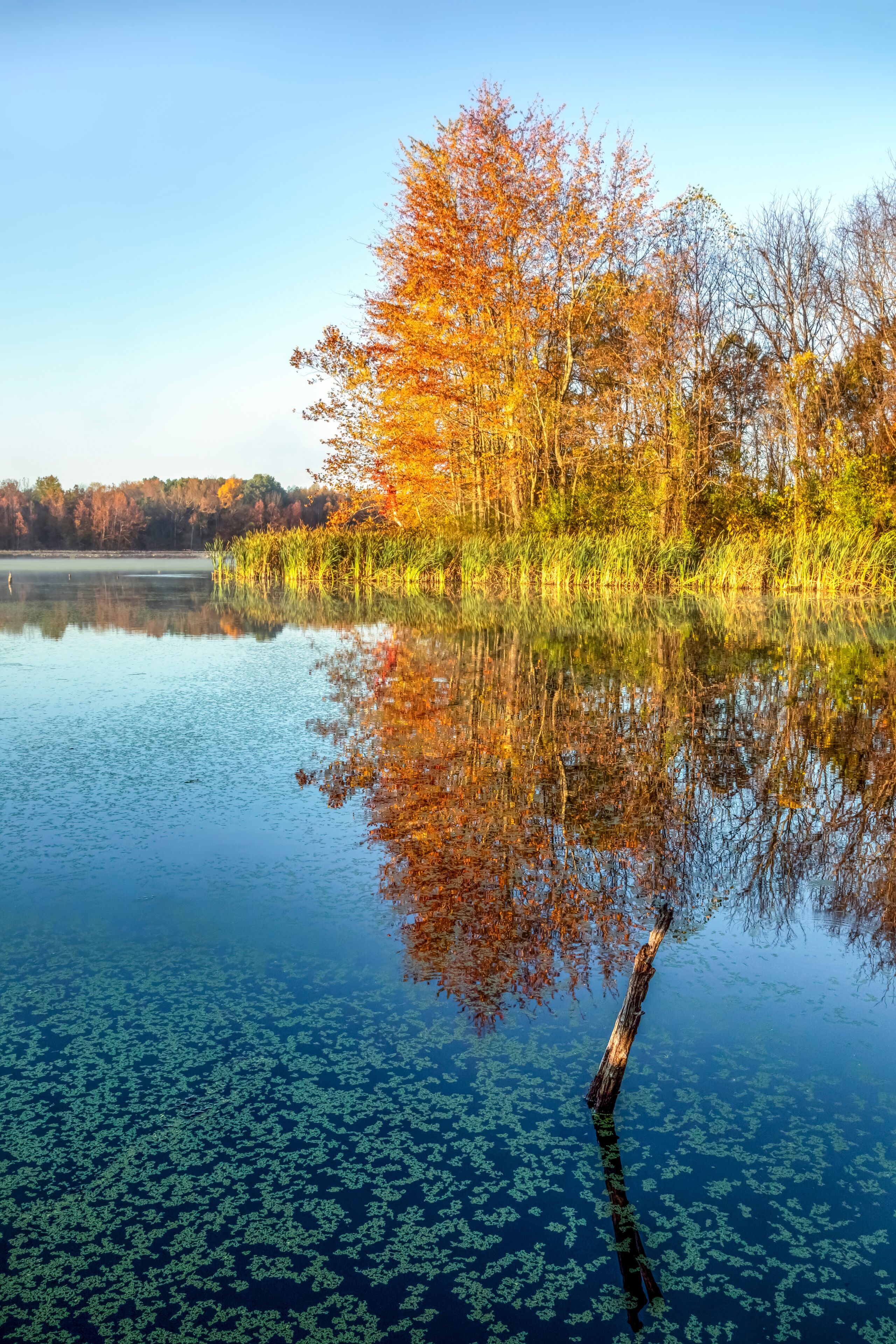 Autumn Colors and Duckweed