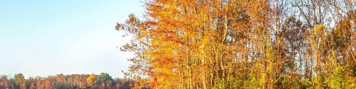 Autumn Colors and Duckweed