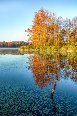 Autumn Colors and Duckweed