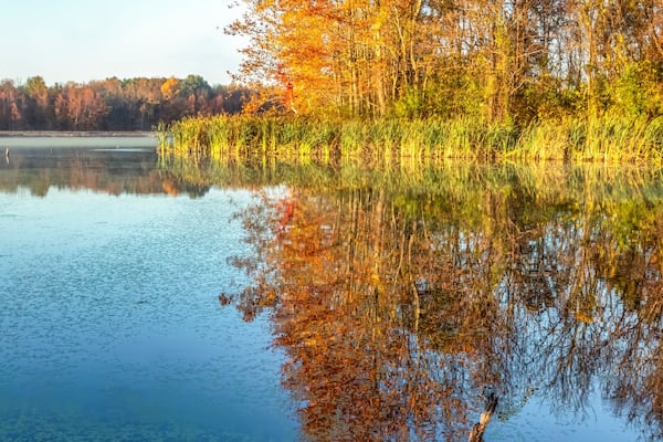 A calm lake with autumn foliage reflection, surrounded by trees and reeds.