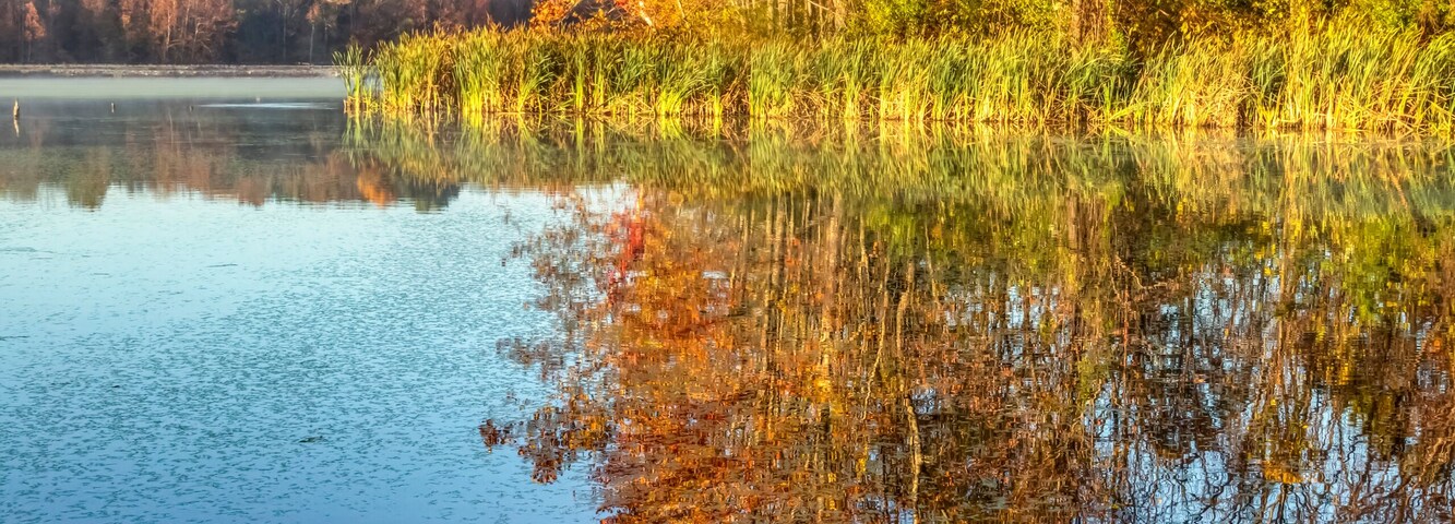 Autumn Colors and Duckweed