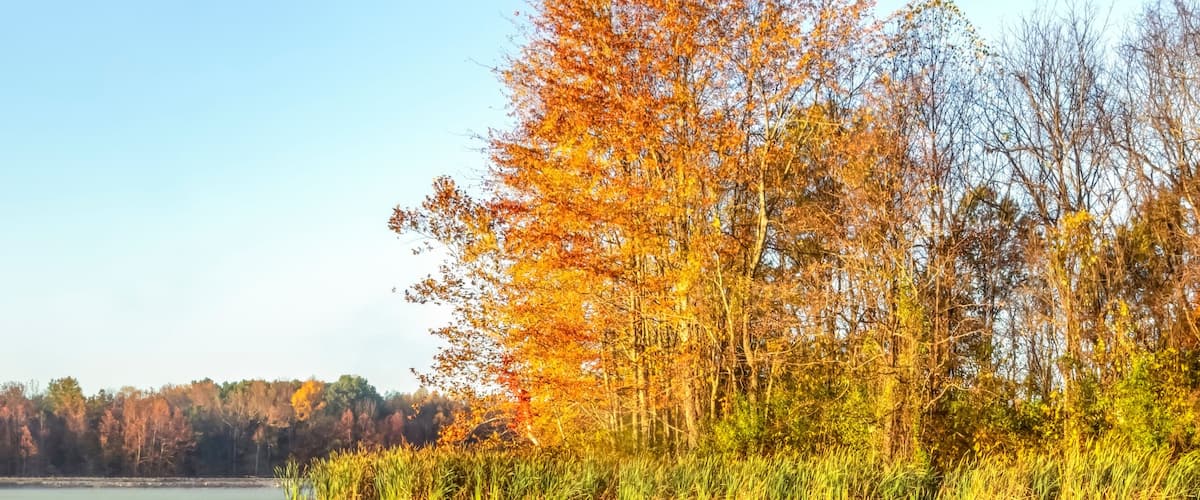 Autumn Colors and Duckweed