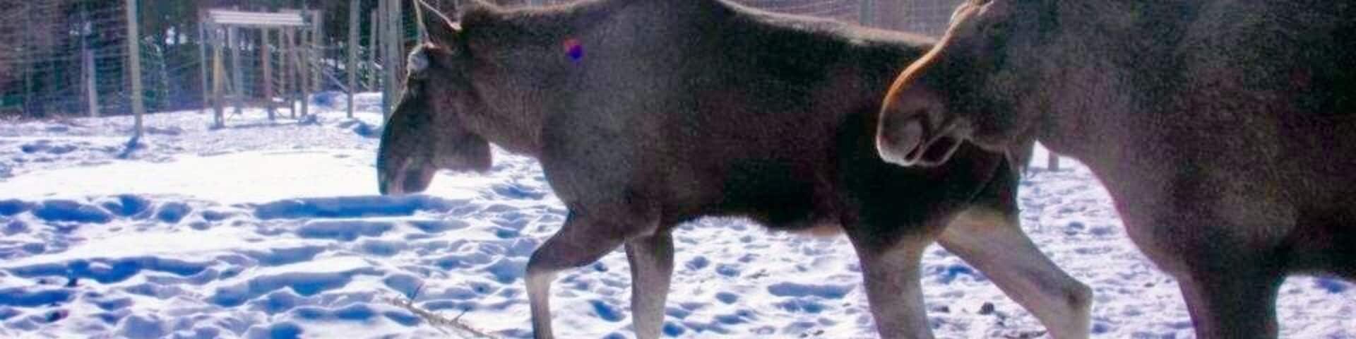 Moose in Bjurholm, Sweden. Huge but surprisingly nice creatures 😊