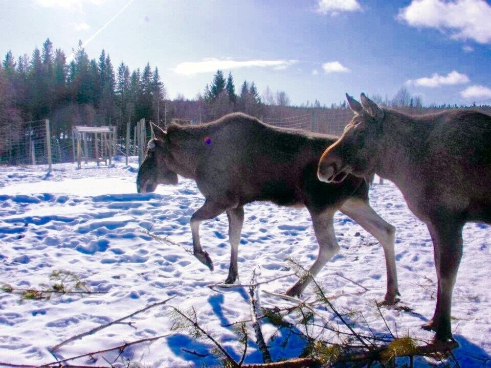 Two donkeys walking on a snowy field with a fence and trees in the background.