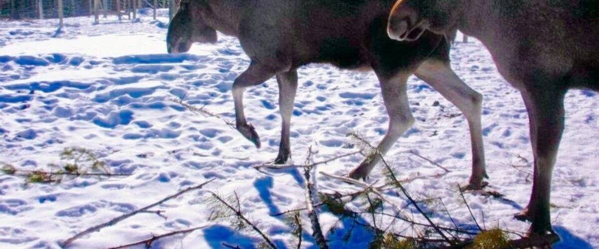 Two donkeys walking on a snowy field with a fence and trees in the background.