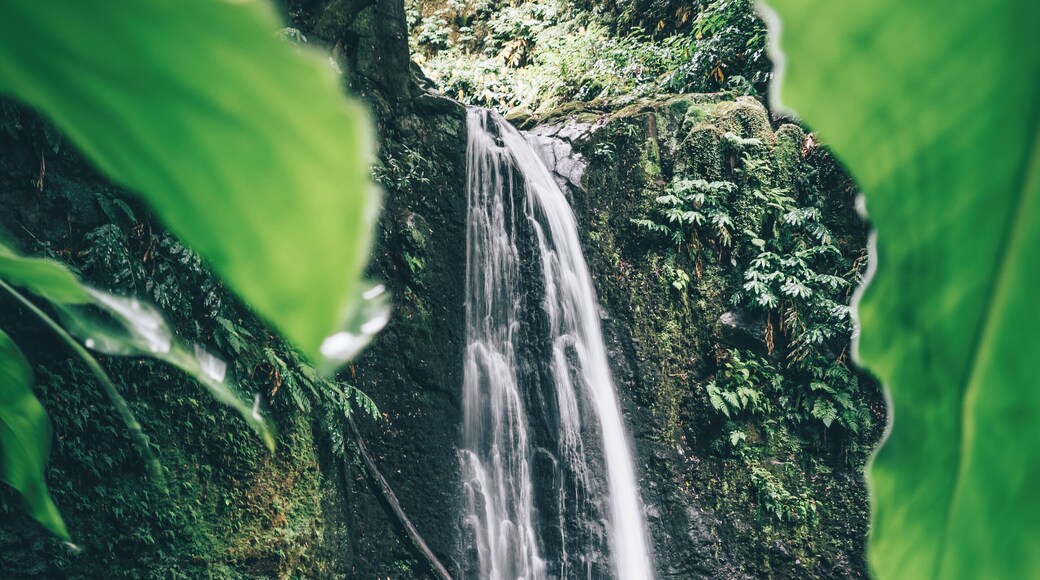 Back from one amazing trip to discover some islands of the Azores.
This picture was taken during a small hike to the Salto do Prego waterfall on the Sao Miguel island.
More pictures soon.
Last year, in december, i won the trover travel scholarship of the month award. With the price a booked the trip to the Azores!
Thanks Trover!!
#trover #scholarship #azores #portugal #hiking #waterfall #nature
Make sure you follow me on:
https://www.facebook.com/ShotByCanipel/
https://www.instagram.com/canipel/
