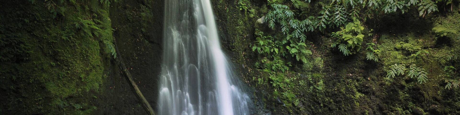 A waterfall cascading into a clear pool surrounded by lush green foliage.
