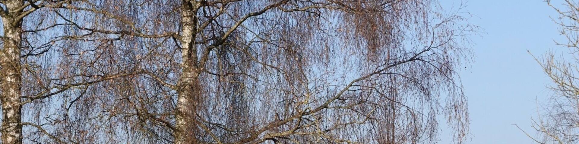 Beautiful walk around the pond in Bettenau