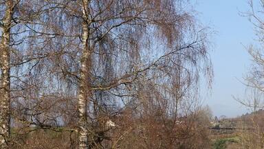 Beautiful walk around the pond in Bettenau