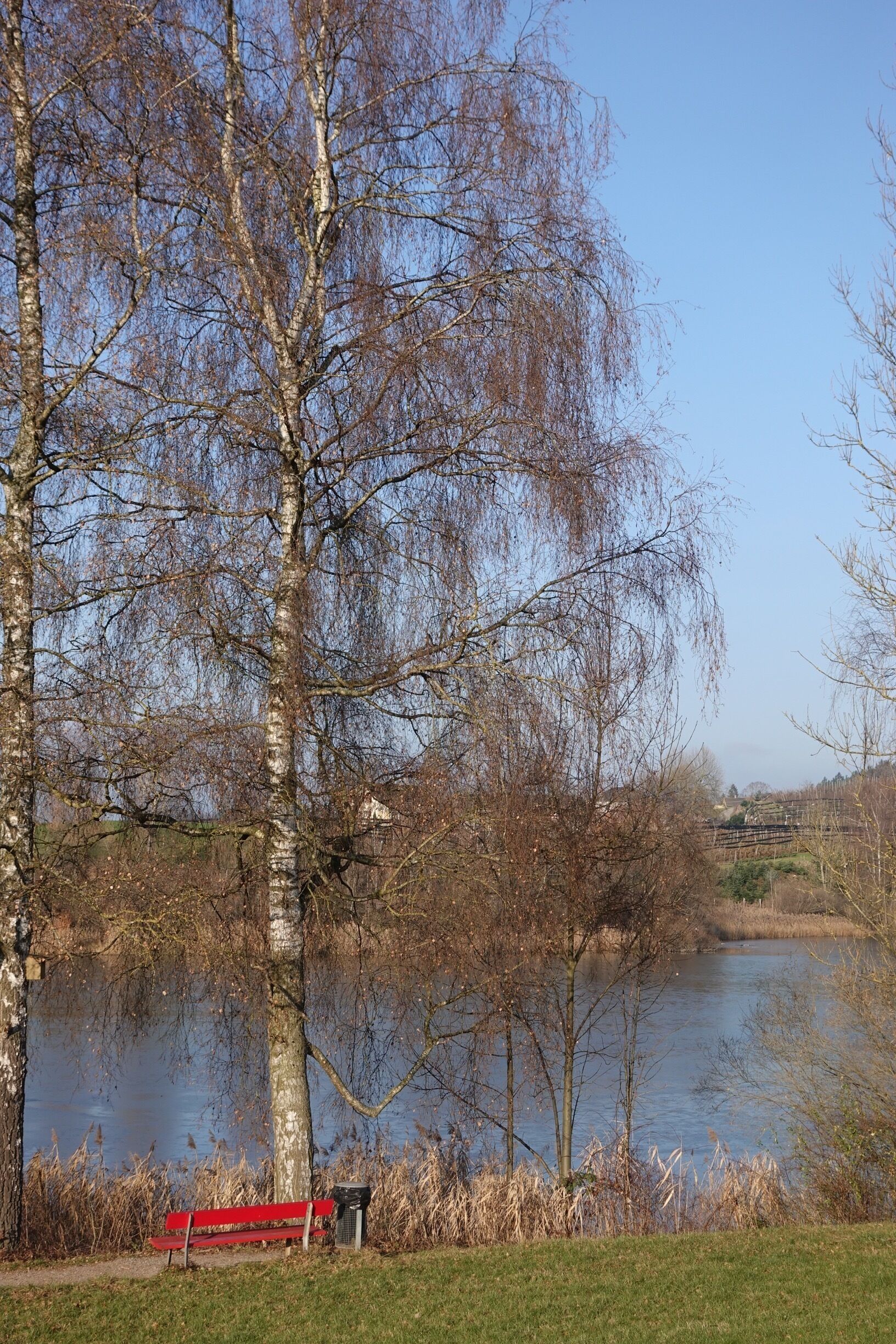 A park with a red bench, a lake, and leafless trees.