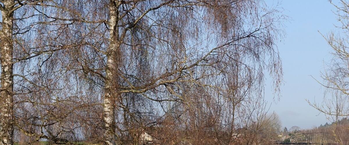 A park with a red bench, a lake, and leafless trees.