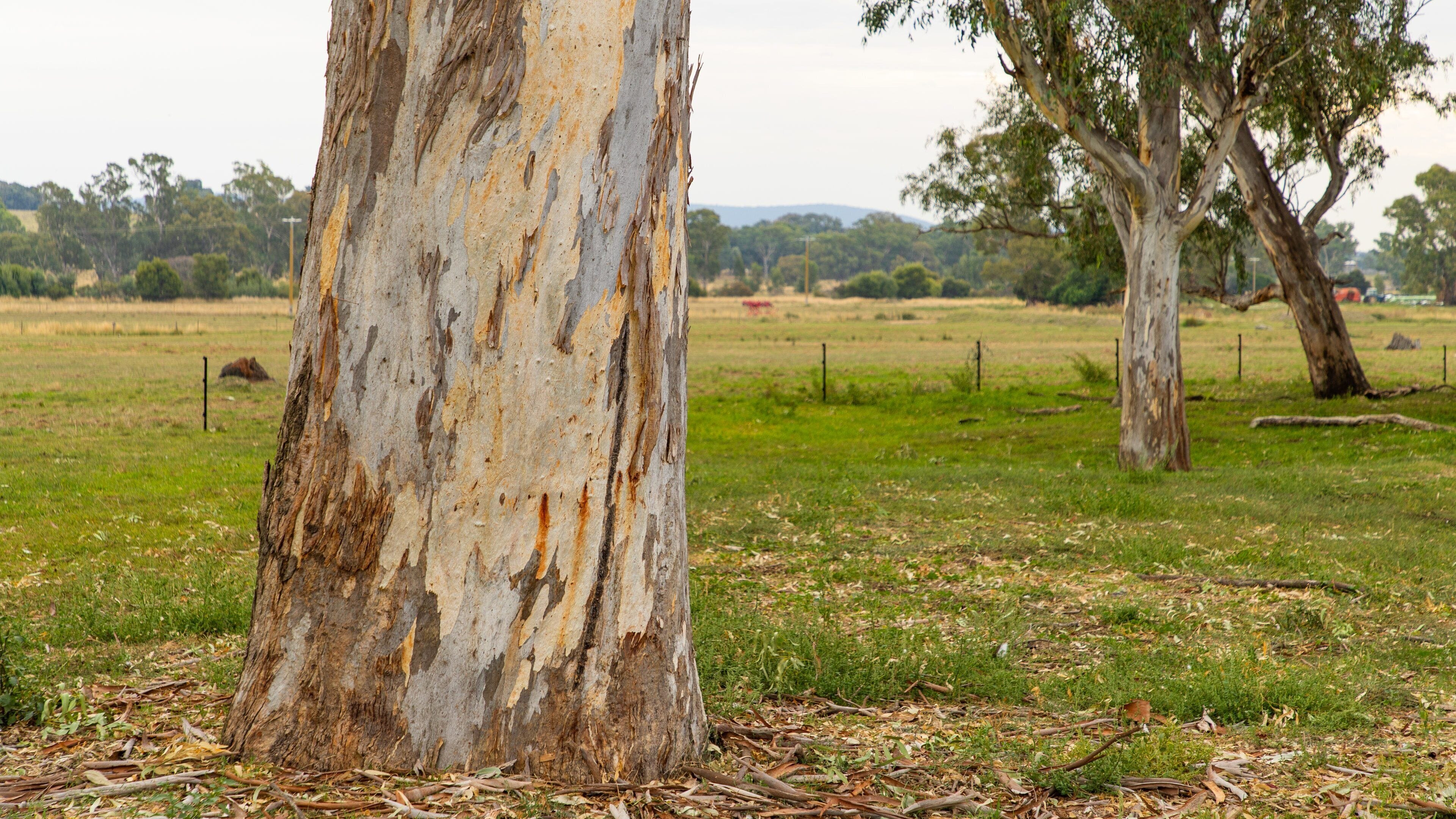 Tatong which includes farmland