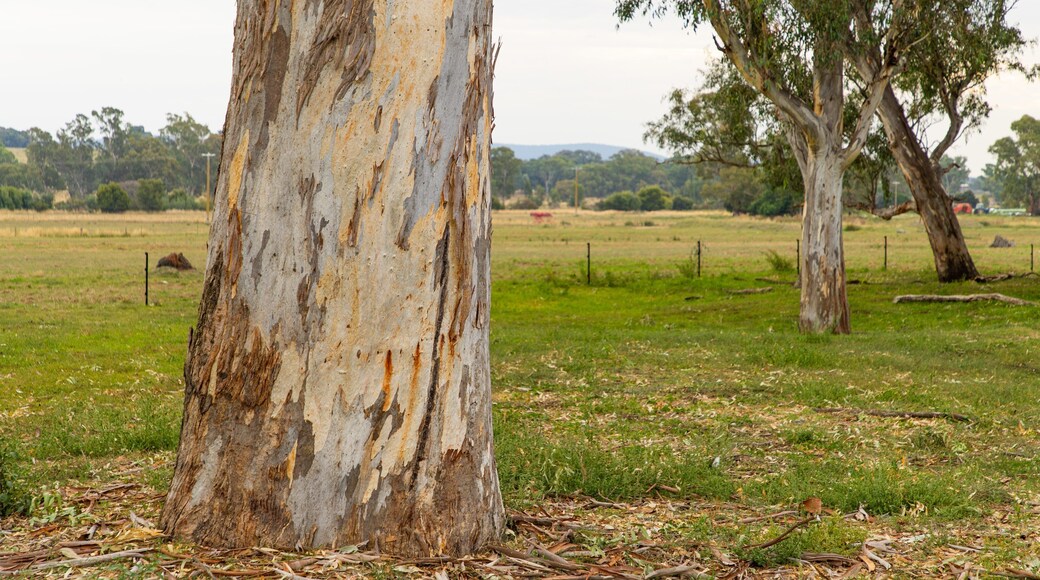 Tatong which includes farmland