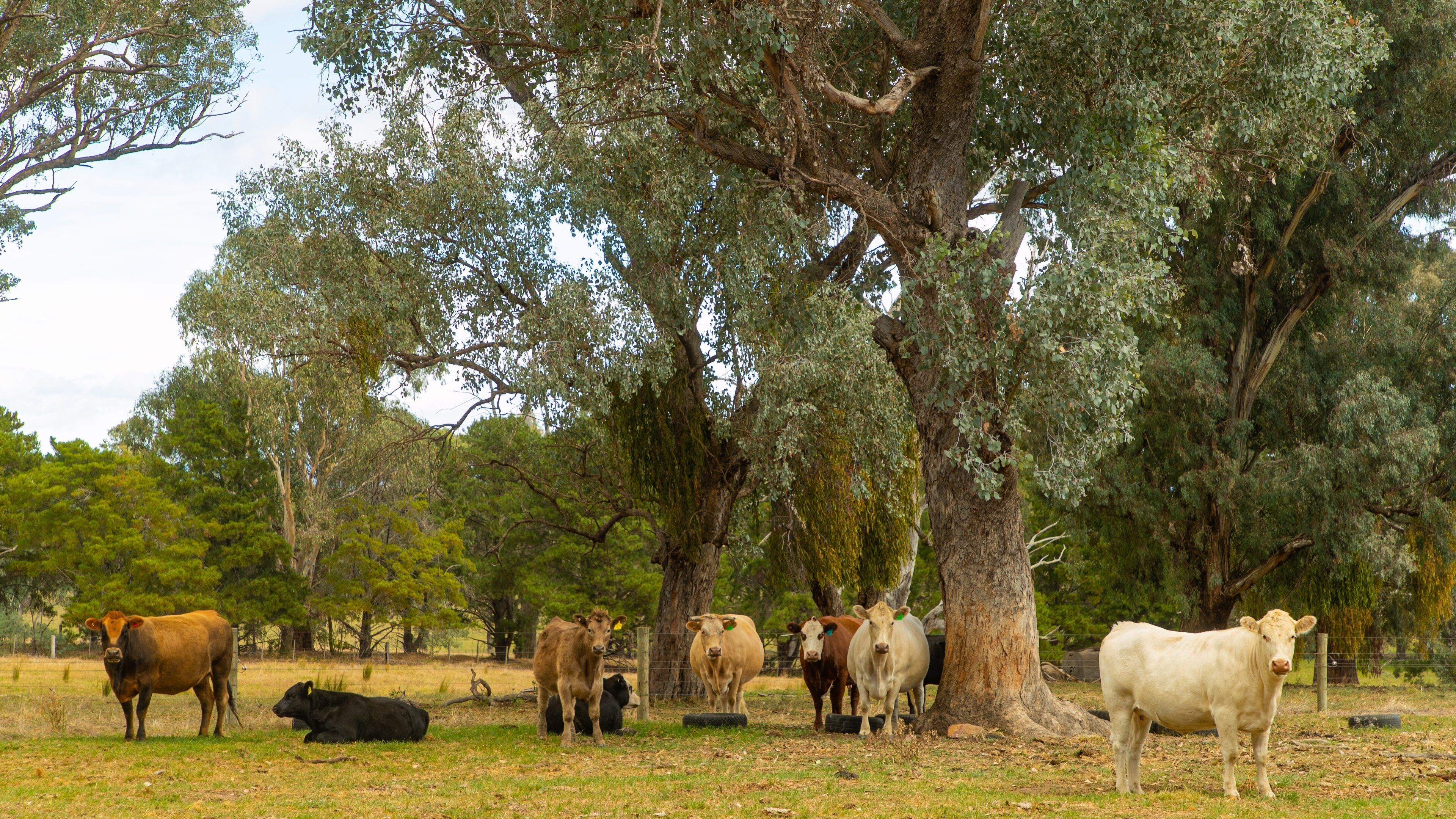 Tatong showing farmland and land animals