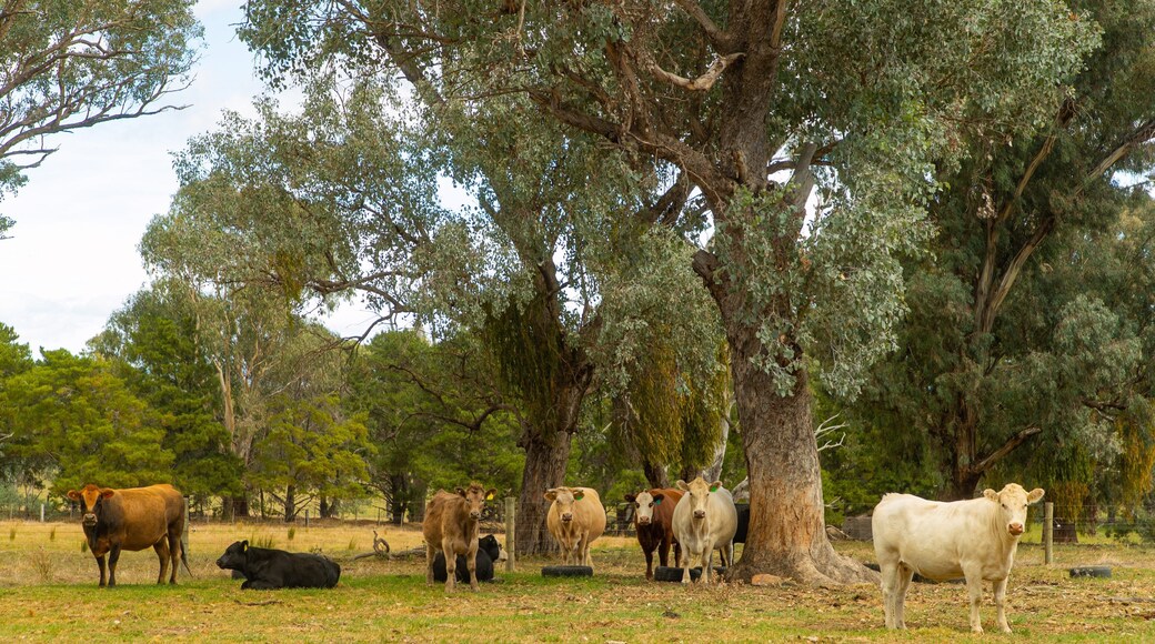 Tatong showing farmland and land animals