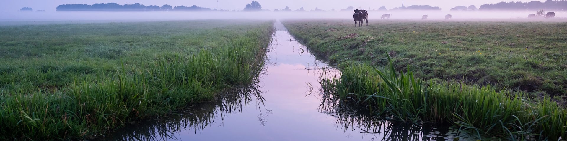 beef cows in meadow during sunrise near culemborg in the netherlands