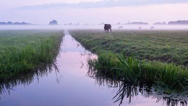 beef cows in meadow during sunrise near culemborg in the netherlands