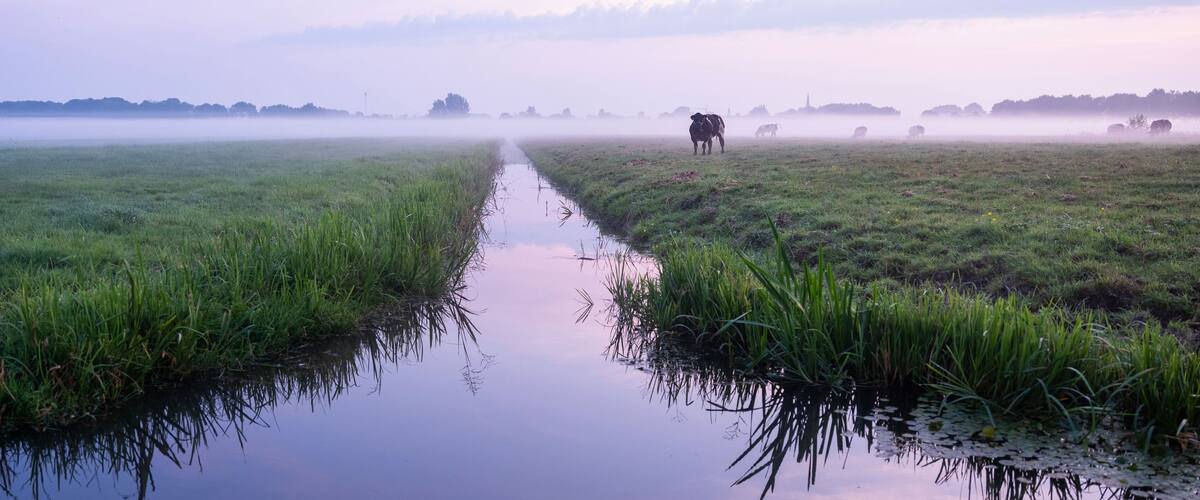 A calm river with grass on either side, a misty landscape, and cows grazing in the distance.
