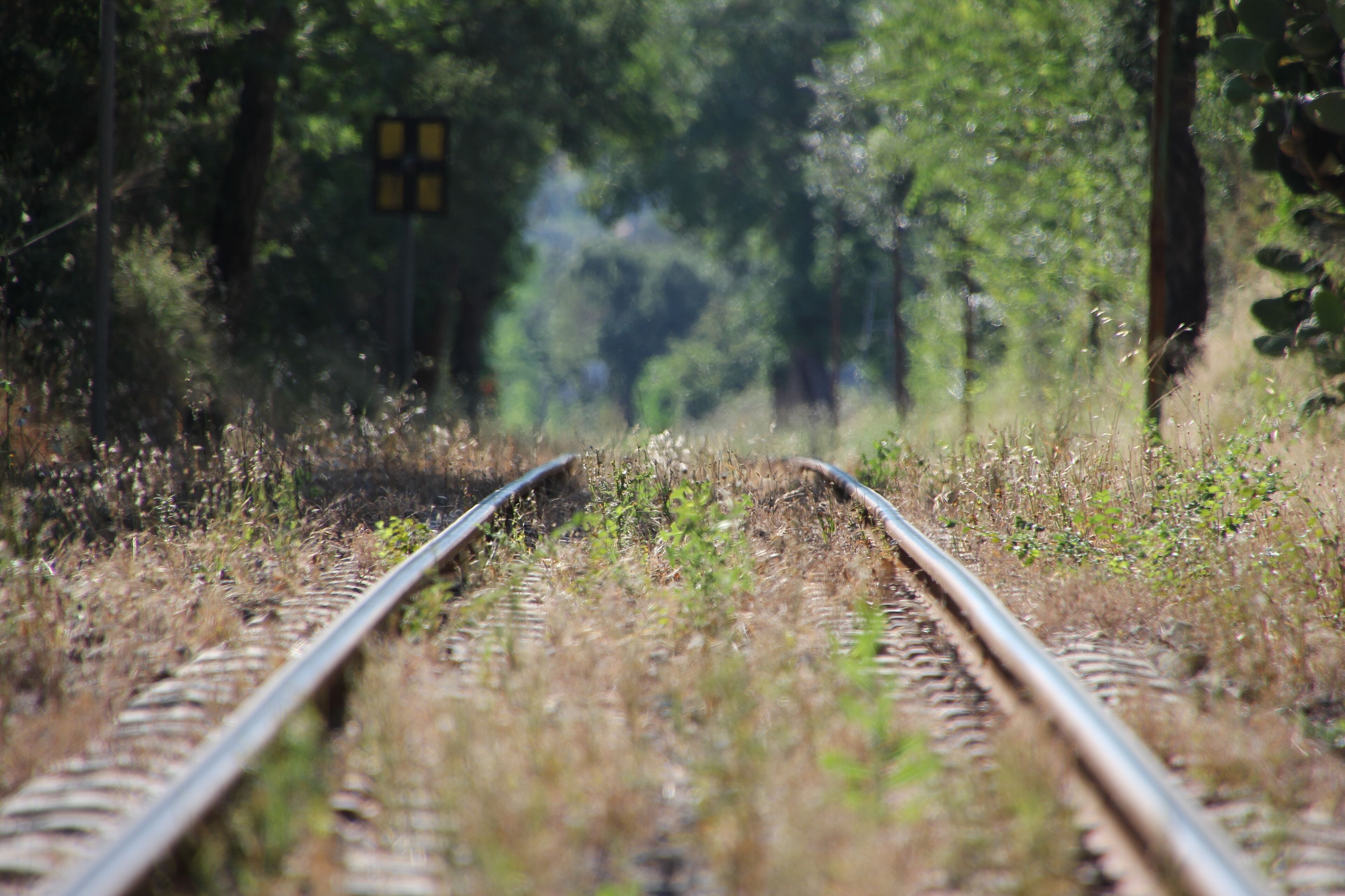 Railway tracks surrounded by greenery.