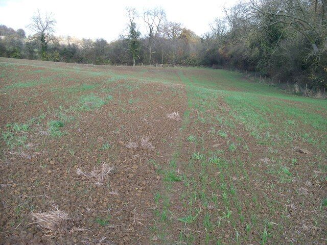 Where is the path? This field has been ploughed and planted but the Monarch's Way long distance footpath has not been reinstated.