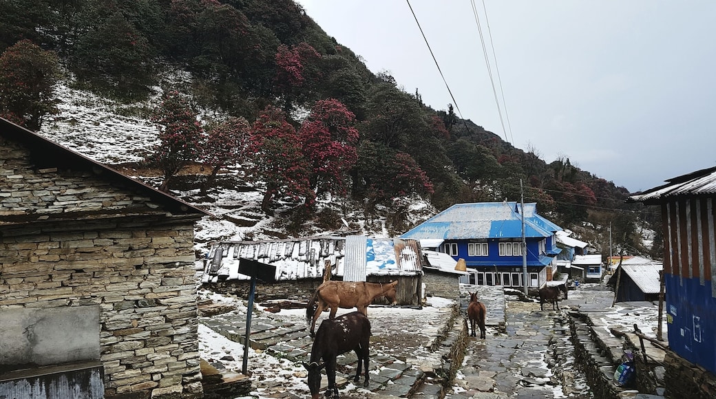 Ghorepani in April.