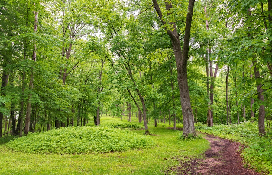 A forest with a dirt path.