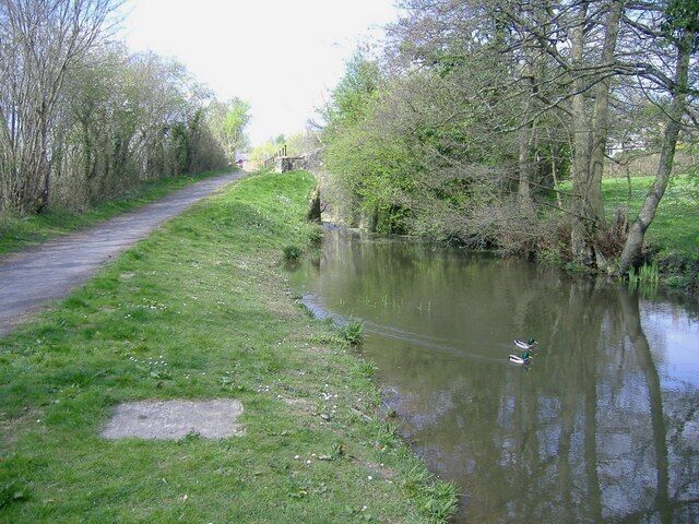 A pair of Mallards On an abandoned section of the Monmouthshire and Brecon canal.