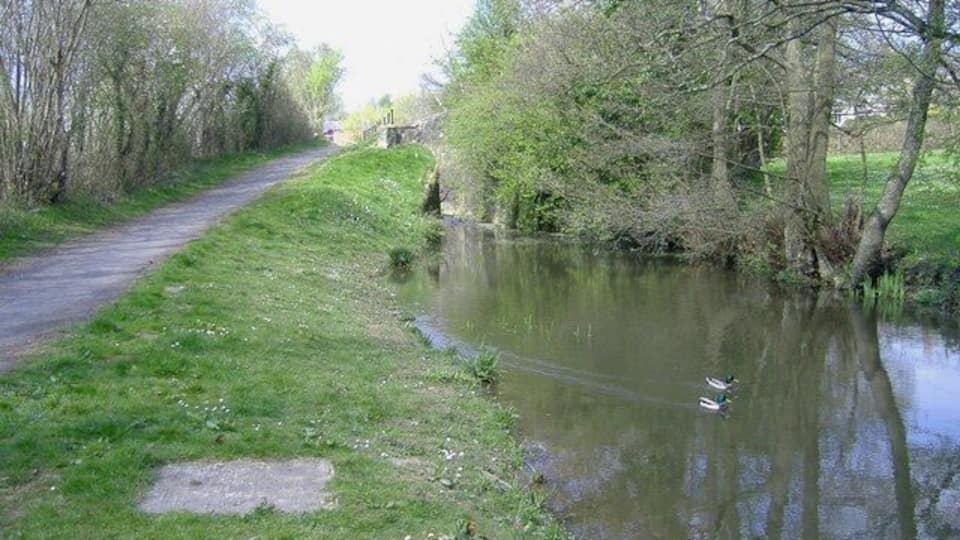 A pair of Mallards On an abandoned section of the Monmouthshire and Brecon canal.
