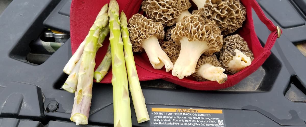 A red bag filled with mushrooms and asparagus on a vehicle's trunk.