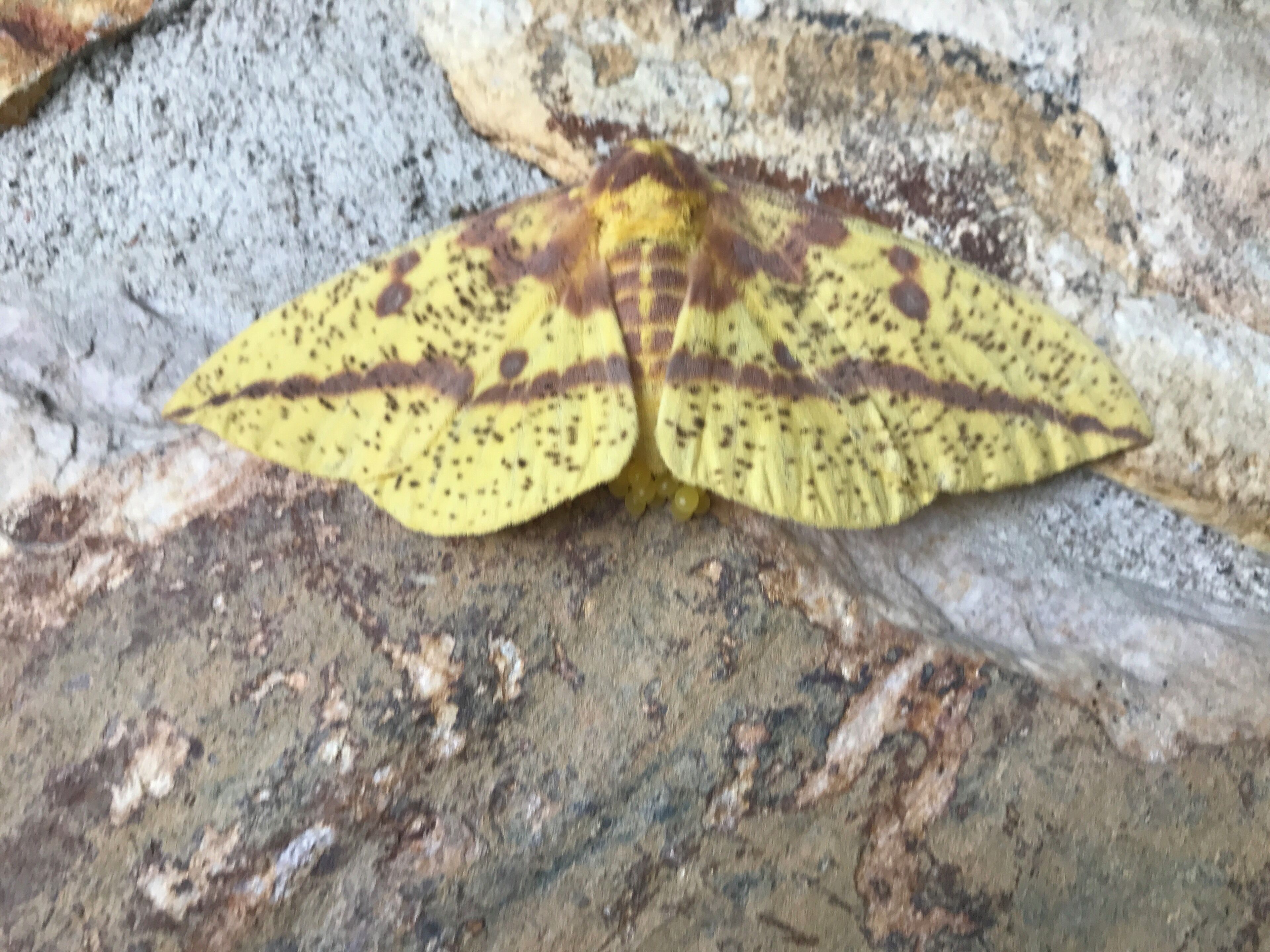 Saw this outside work last fall. Not sure what he is but thought he was cool. 🙂