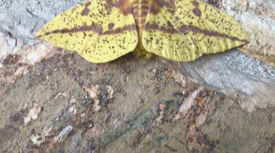 Saw this outside work last fall. Not sure what he is but thought he was cool. 🙂