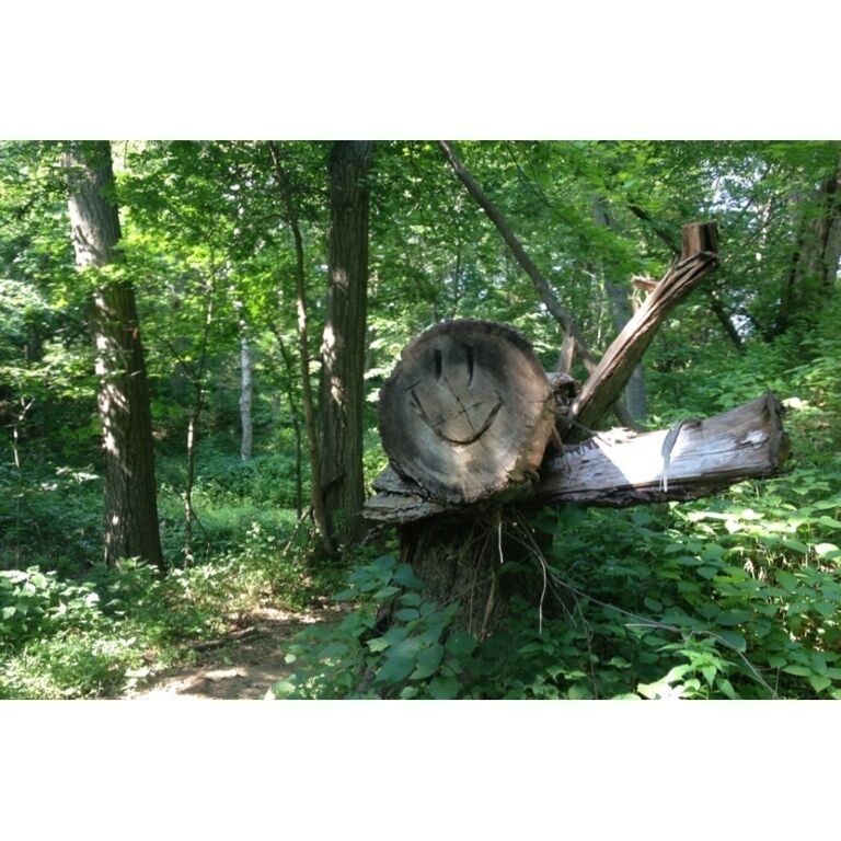 Large woods on the foothills of the Loess Hills. Miles of trails for hiking and horseback riding. #treetrove