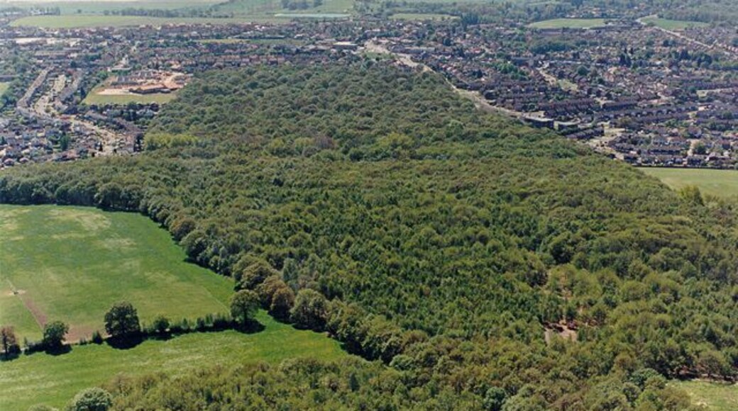 Aerial view of West Wood Hadleigh, from the north West Wood is one of the larger woodlands in Castle Point. It was recently purchased from the Church Commissioners by Castle Point Borough Council, and will be guaranteed public access for the foreseeable future. West Wood has been extensively coppiced over the centuries and holds a number of typical ancient woodland indicator species, such as Wild Service Tree. The area of woodland at the bottom of the picture is Cottage Plantation.