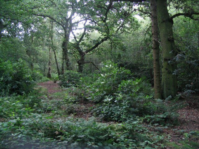 Big Wood Looking back into Big Wood from the footpath. Taken at about 1900