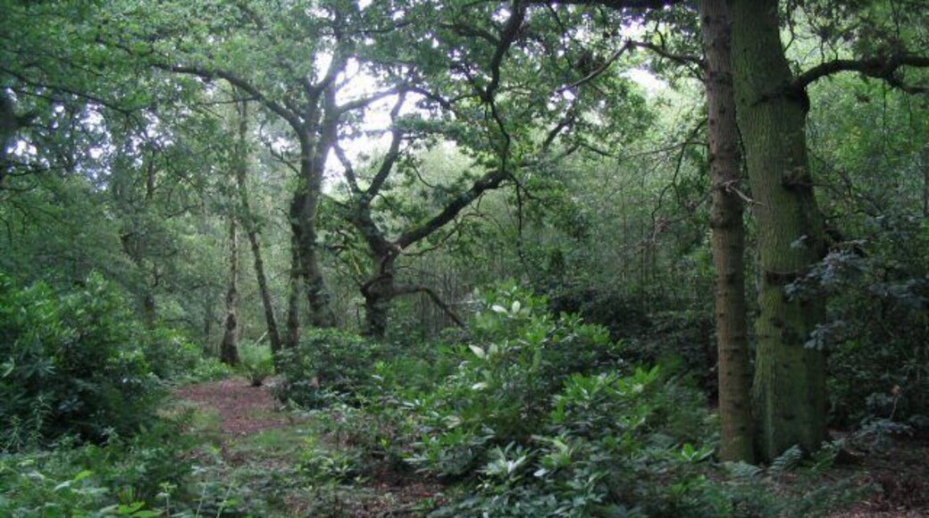 Big Wood Looking back into Big Wood from the footpath. Taken at about 1900