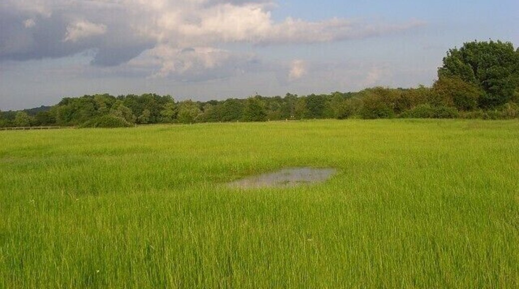 Pasture, Spencers Wood The flat landscape of the Loddon valley.