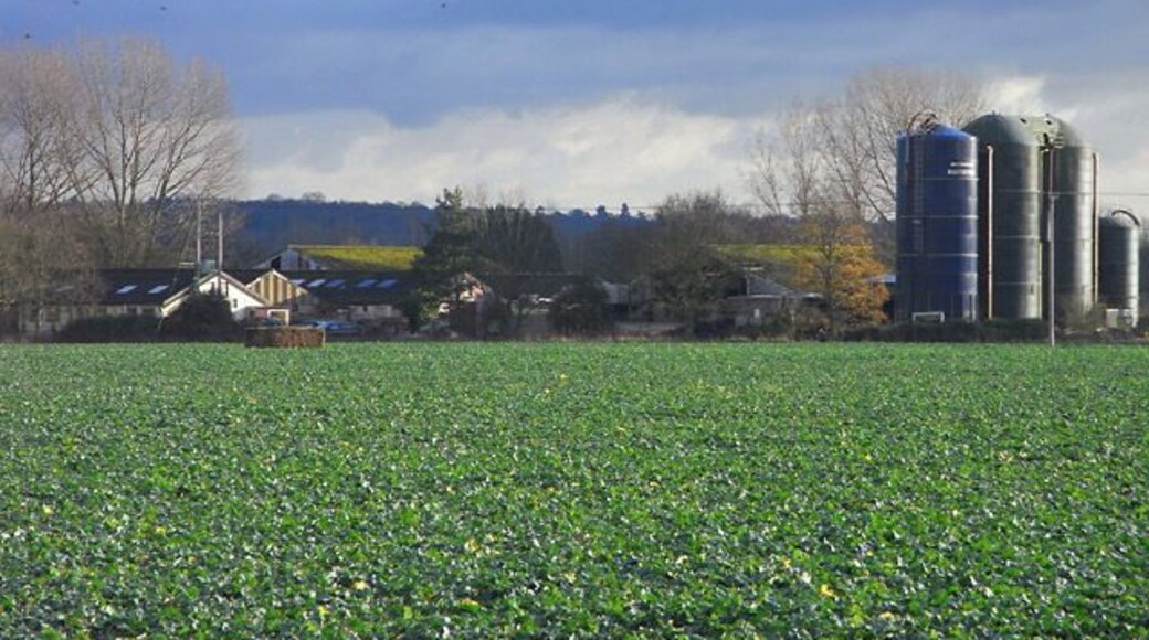 Farmland, Shinfield Looking across a crop of oil-seed rape towards the University of Reading's High Copse Farm.