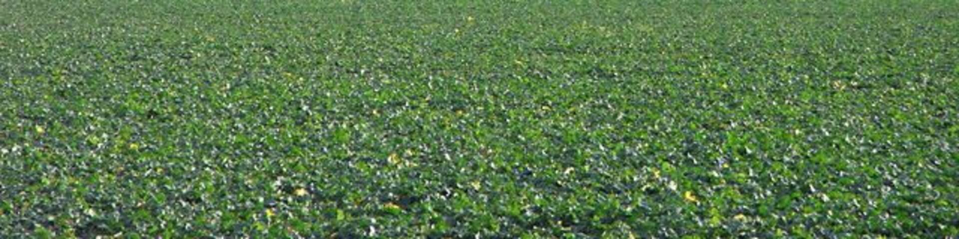 Farmland, Shinfield Looking across a crop of oil-seed rape towards the University of Reading's High Copse Farm.