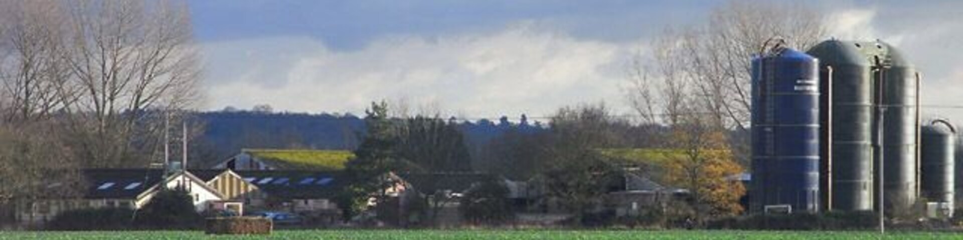 Farmland, Shinfield Looking across a crop of oil-seed rape towards the University of Reading's High Copse Farm.