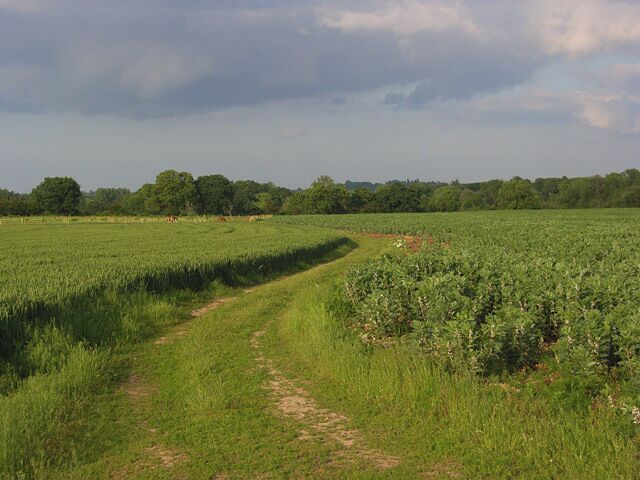 Footpath, Spencers Wood The path, here a farm track, passes between fields of wheat and broad beans.