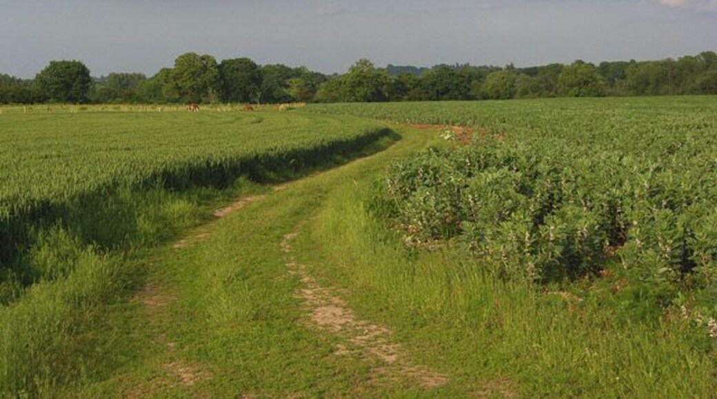 Footpath, Spencers Wood The path, here a farm track, passes between fields of wheat and broad beans.