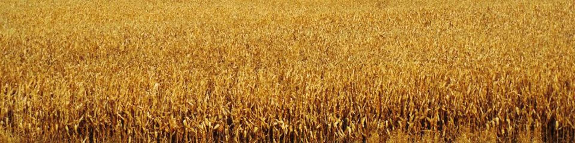 An old barn along Iowa's Loess Hills National Scenic Byway, October of 2014. #roadtrip