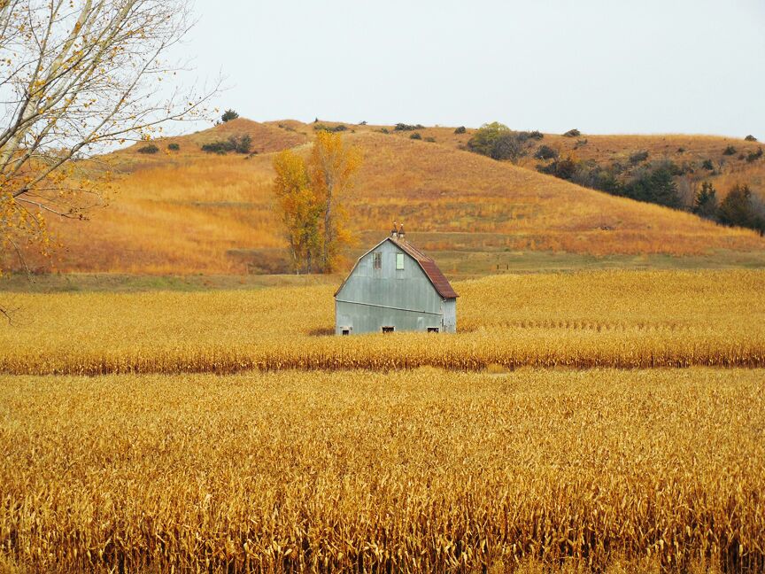 A barn in a golden wheat field with rolling hills in the background.