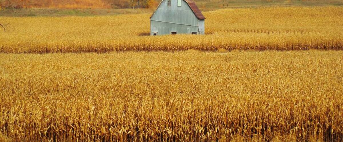 A barn in a golden wheat field with rolling hills in the background.