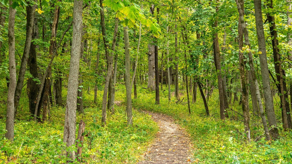 A forested path surrounded by tall trees and green foliage.